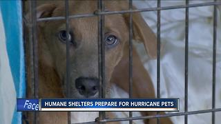 Wisconsin Humane Society needs foster parents for first batch of animals displaced by Harvey