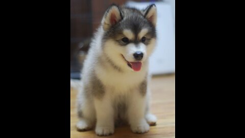 Try Not To Laugh. Baby Alaskan Malamute Cutest and Funniest Moments New Compilation 😍