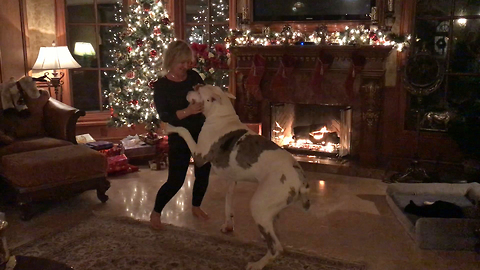 Christmas Dancing with Max the Great Dane