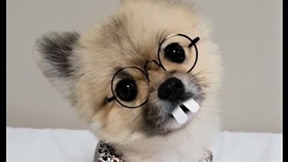 Silly Pomeranian wears super goofy costume