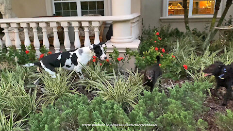 Great Dane races through the garden with his dog friends