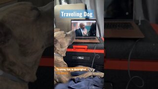 Traveling Dog @Vanpaths #dogs#travel #amstafflove