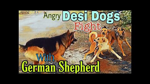 Desi Dogs Vs German Shepherd Fight | Dog Fight Close Encounter
