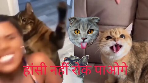 Cat fanny videos बिल्लियों की वीडियो 😾😾🥵 Animals video cat voice cat video