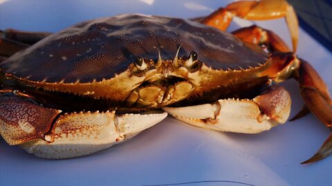 Oregon Coast Crabbing: Tides & Times For Successful Crabbing 🦀