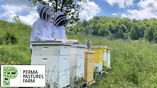 First Honey Harvest Of The Year