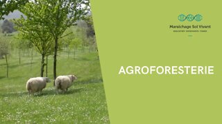 Le verger maraîcher: un exemple d'agroforesterie