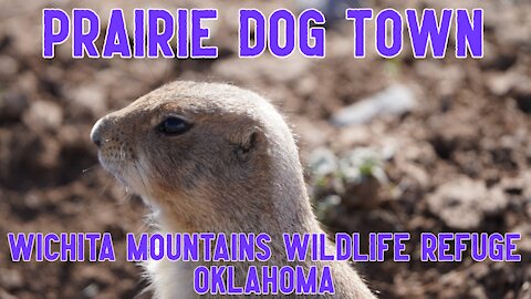 Prairie Dog Town | Wichita Mountains Wildlife Refuge Oklahoma