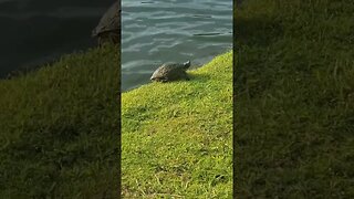 Turtle Takes A Dive #swimming