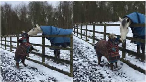 Miniature horse hoofs around with the big boys