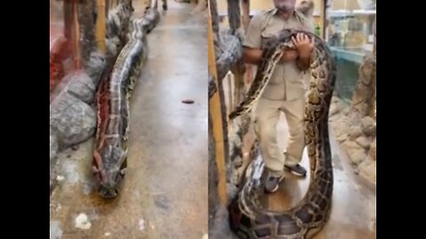 Pet big snake trening viral video