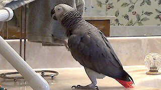 Affectionate parrot flirts with towel during Covid19 lockdown