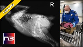 TSA FINDS SOMETHING FOWL AT SECURITY CHECKPOINT