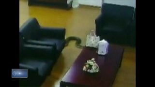 Snake crashes through ceiling