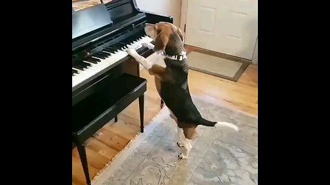 Great dog singer