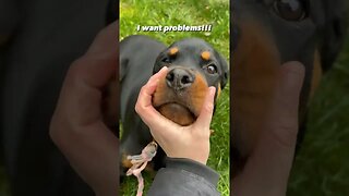 Funny Pets 13