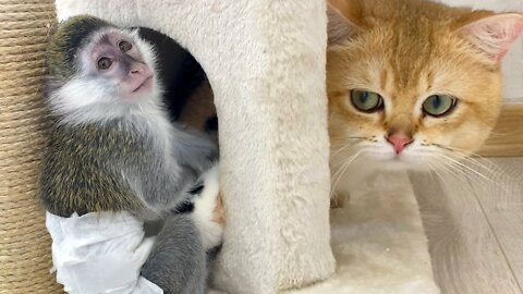 Baby monkey kicked the dad cat out of the house