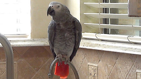 This very generous parrot offers a delicious variety of foods