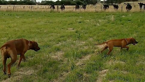 Rhodesian Ridgeback Teaches RR Pup To Be Calm Around Cows