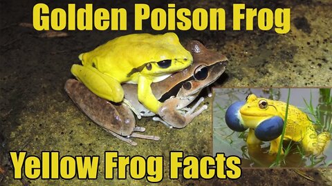 Golden Poison Frog | Yellow Frog | Golden Poison Frog Facts | Rare Animal-1