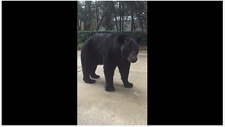 Curious Black Bear Has Close Encounter With Brave Human