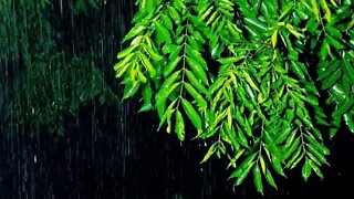 Rain - fall asleep with relaxing , calm and heavy rain sound