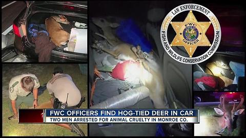 Men found with endangered Key deer tied up and stuffed in car's truck and back seat