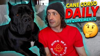 Cane Corso DAILY Requirements 🥑🍎🥩