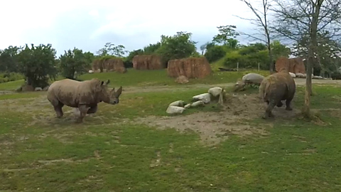 White rhino with massive horn bluff charges another rhino.