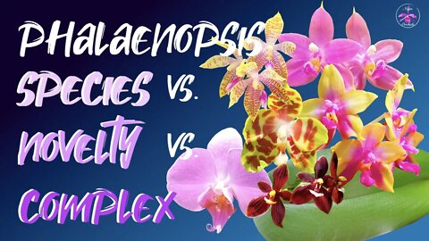 PHALAENOPSIS vs. PHALAENOPSIS | Complex Hybrids / Novelty Hybrids / Species Growth Comparison 🤞🏼🌸