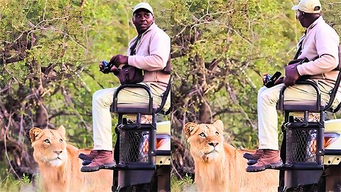 Unbelievable Encounter: Unaware Man Surprised by Sneaking Lioness
