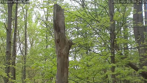 Northern flicker poking head our of nest hole