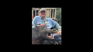 Hog Hunting with Dogs 285lb Barr