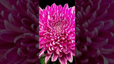 FALL MUMS: A beautiful pink chrystathemum opens its petals - incredible time lapse video