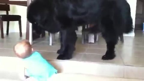 Toddler's hilariously ironic warning to giant dog