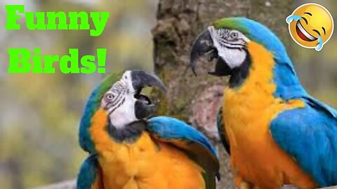 💥Funny Parrot And Bird Viral Weekly LOL😂🙃💥Funny Animal Videos💥👌