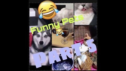 Funny cat’s Dog’s moment Part-5 😹😂