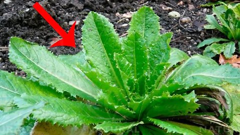 Do Not Pluck This Plant From Your Yard - It Has Powerful Soothing and Pain Relieving Properties