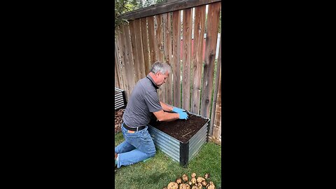 Yukon Gold Potato Harvest Time