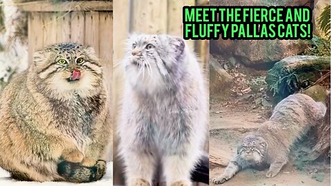 Meet the Fierce and Fluffy Pallas Cats!