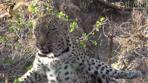 Female Leopard Charges Between Pairing Sessions: WILDlife | Adventures In Africa