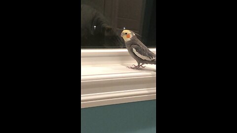 Cockatiel singing to window