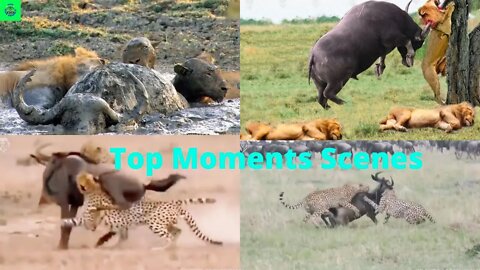 Best moments scenes || Buffalo attack Lin ||cheetah vs warthog...2022