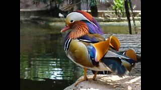 Beautiful Golden Pheasants and Wading Birds