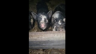 Farm and Piggie Update March 10, 2024