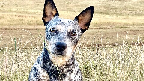 This Is FUNNY! Zippy Sings “I've Been Everywhere Man” Blue Heeler!! Johnny Cash Hank Snow Cute Dog