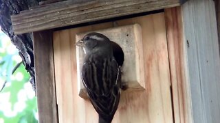 Baby Birds In The Nest Being Fed By Their Parents