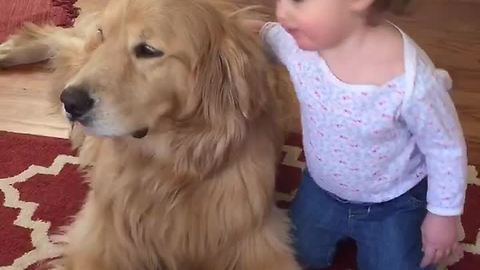 Precious Golden Retriever delivers kisses to baby