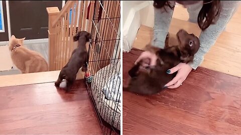 Adorable puppy wiggles and rolls for favorite aunt