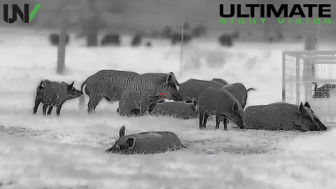 Hunting Hogs with Next Gen Thermal Scope 1280x1024
